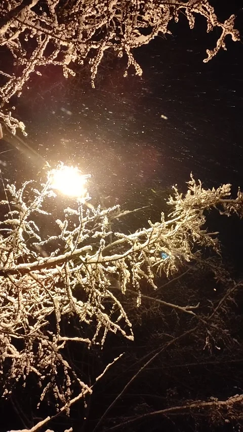 Snow Falling At Night Stock Footage 221604300