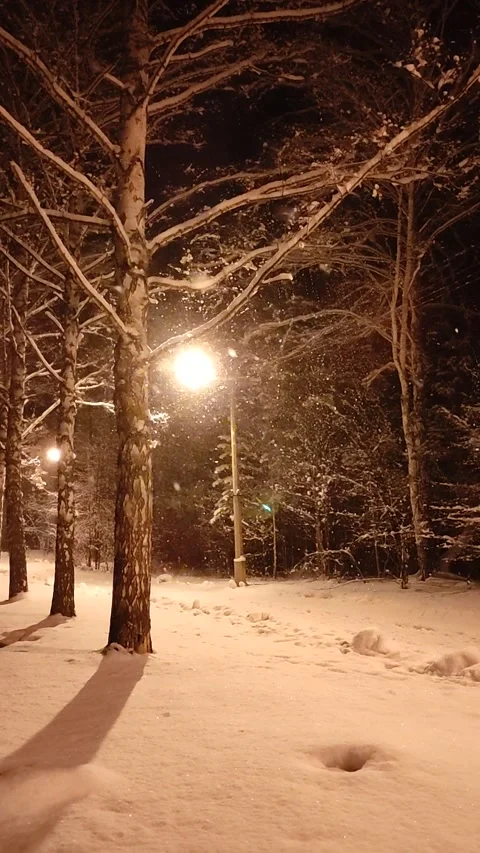 Snow Falling At Night Stock Footage 221604301