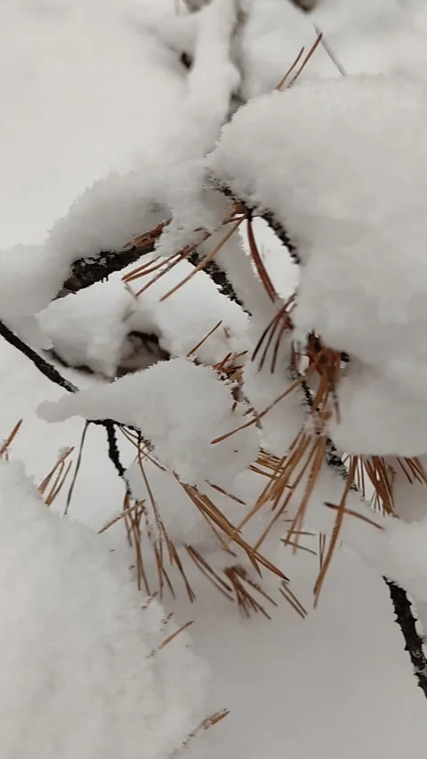 Snow Falling At Night Stock Footage 221604348