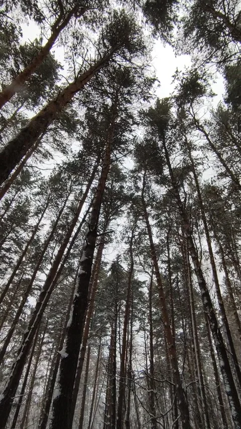 Snow Falling At Night Stock Footage 221604350
