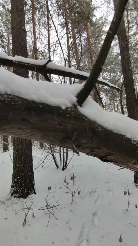 Snow Falling At Night Stock Footage 221604357