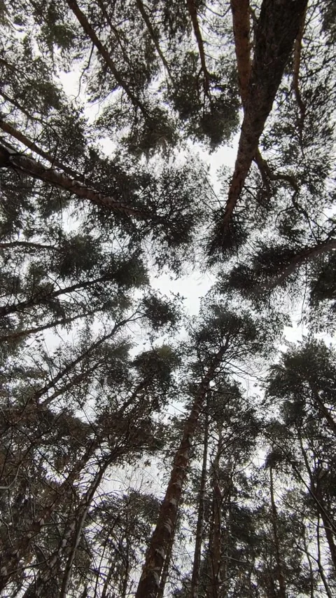 Snow Falling At Night Stock Footage 221604360