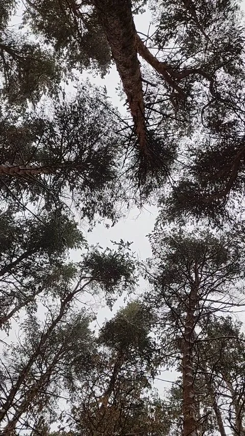 Snow Falling At Night Stock Footage 221604362