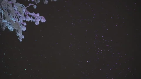 Snow falling at night on a frozen tree branch with colorful lights Stock Footage 340475876