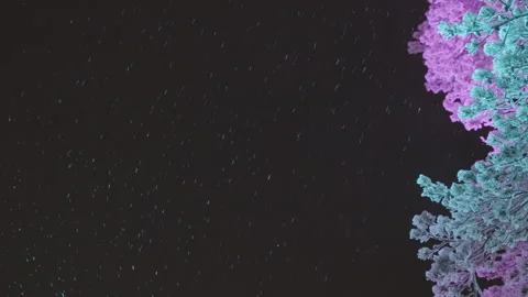 Snow falling at night by illuminated pine tree branches Stock Footage 340477389