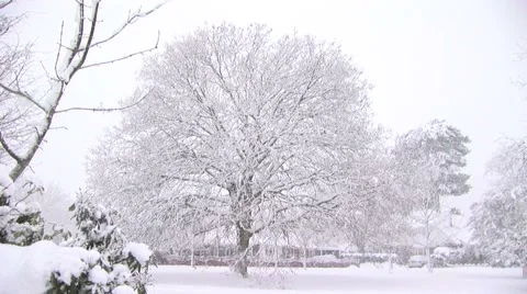 Snow Falling on an Oak tree Stock Footage 3938601
