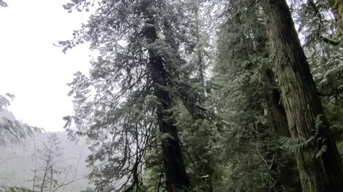 Snow falling on old growth cedar trees with a forested hill in the background Video stock 166815215