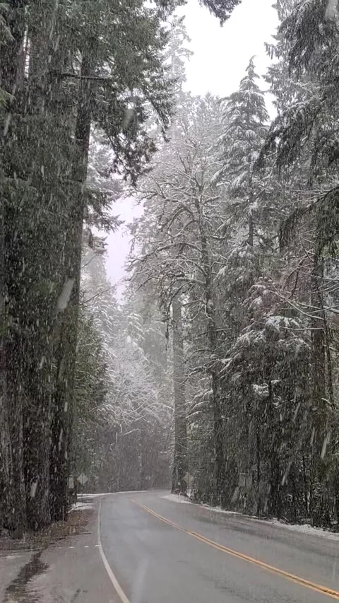 Snow falling on an old growth forest with winding highway Video stock 166815213