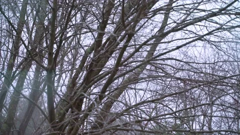 Snow Falling Outside Stock Footage 147886278