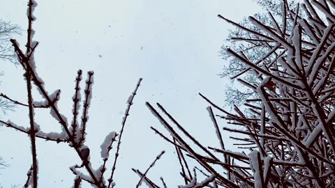 Snow falling over branches in slow motion 動画素材 204021214