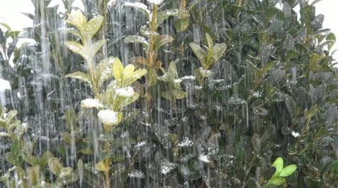 Snow falling over the bush Stock Footage 11415084