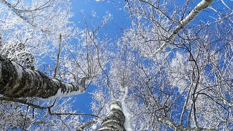 Snow falling over camera from snowy trees Stock Footage 88062539