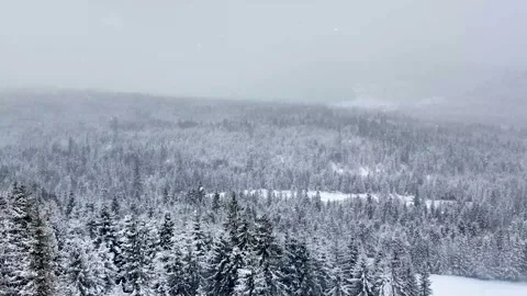 Snow Falling Over Dense Pine Trees, Aerial Winter Scene Stock Footage 330956402