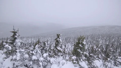 Snow falling over green spruce tree forest with fog and mist during winter Video stock 100172107