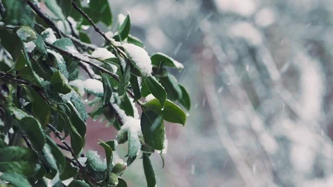 Snow falling over the leaves in slow motion: snow falling, blizzard, winter time Stock Footage 86086357