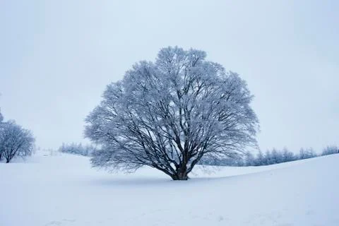 Snow falling over a maple tree in Ohmine Highland, Nagano, Japan Stock Photos
