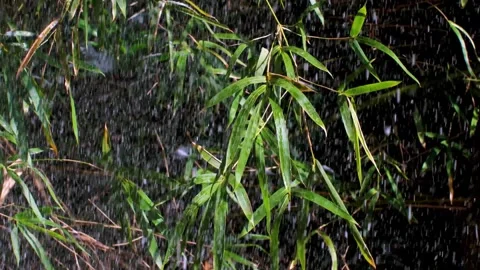 Snow Falling Over Mountain Forest and Bamboo Groves Stock Footage 320786668