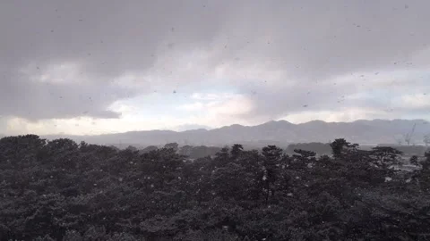 Snow Falling Over Pine Forest Miho no Matsubara Shizuoka Japan Stock Footage 329064104