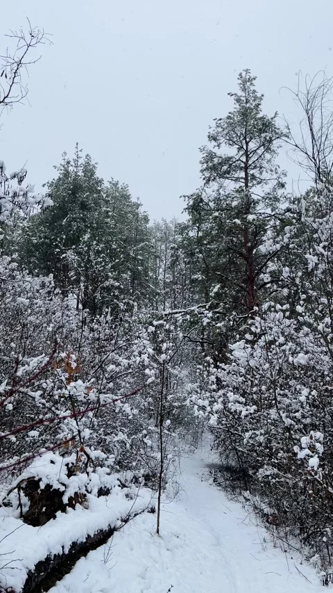 Snow falling over a pine forest with a snow-covered path Stock Footage 344951262