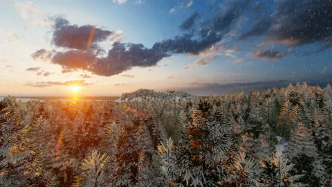 Snow falling over pine tree at sunset Stock Footage 143470263