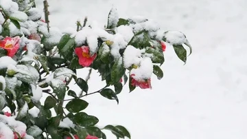 Snow falling over red flowers: snow falling, blizzard, winter time Stock Footage 86089359
