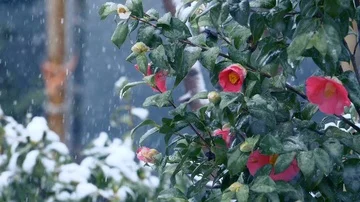 Snow falling over red flowers: snow falling, Christmas time Stock Footage 86089401