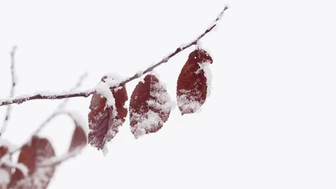 Snow falling over red frozen leafs Stock Footage 120781900
