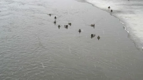 Snow is falling over the river in the city Park where ducks swim on a gloomy Video stock 141868301