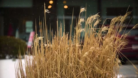 Snow Falling on Overgrown Grass Vidéo 147792623