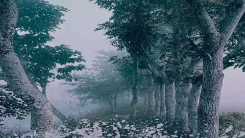 Snow Falling overlay forest Snowflakes  Background animation. Stock Footage 298840959