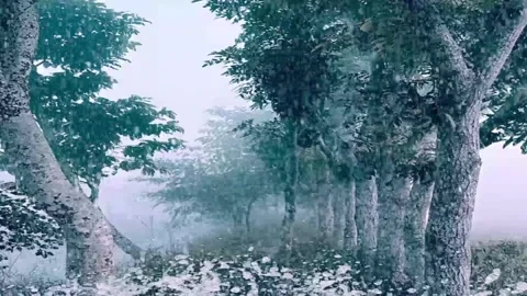 Snow Falling overlay forest Snowflakes  Background animation. Stock Footage 298841085