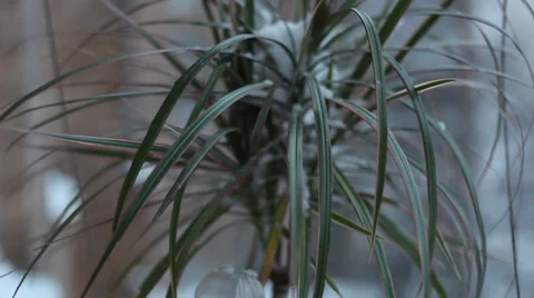 Snow falling on a palm Stock Footage 29668276