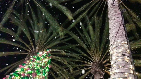 Snow falling on palm trees and Christmas tree illuminated with Christmas lights Vidéo 140414453