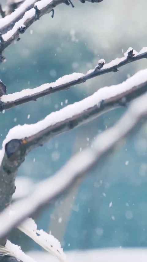 Snow falling on park branches during winter, calm atmosphere Video stock 285852825