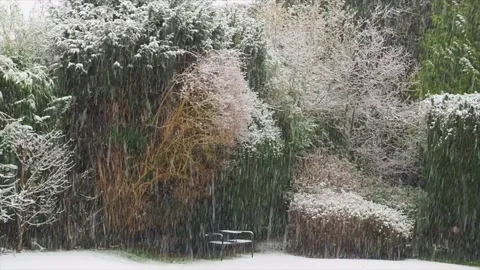 Snow Falling In A Park, On A Chilly January Morning, London, UK. Stock Footage 147123661