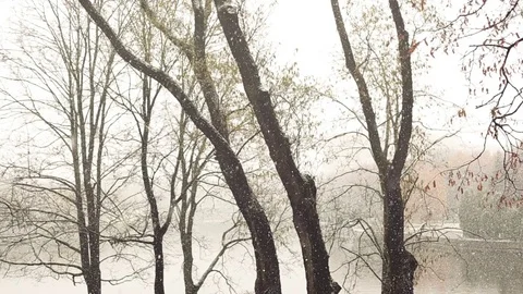 Snow falling in the park Stock Footage 70358584