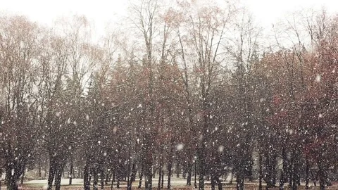 Snow falling in the park Stock Footage 71614576