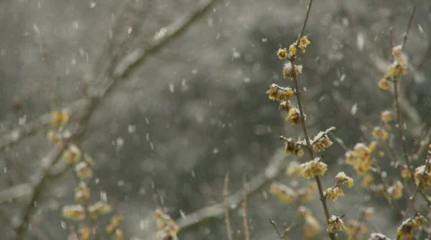 Snow falling past a tree high definition Stock Footage 315916