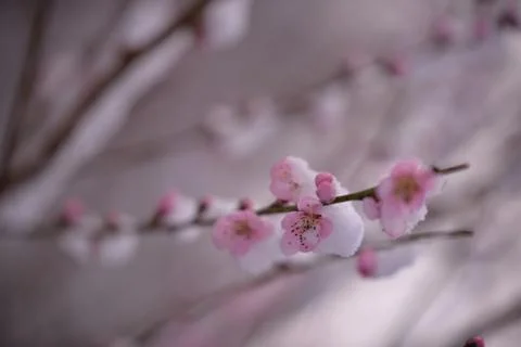 Snow falling on peach blossoms. abnormal meteorological phenomenon Foto stock
