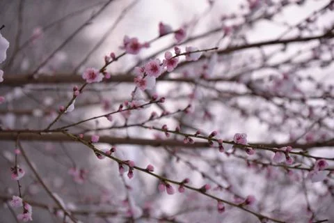 Snow falling on peach blossoms. abnormal meteorological phenomenon Stock Photos