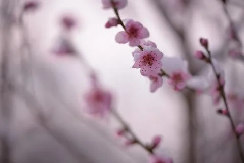 Snow falling on peach blossoms. abnormal meteorological phenomenon Stock Photos