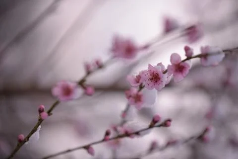 Snow falling on peach blossoms. abnormal meteorological phenomenon Foto stock