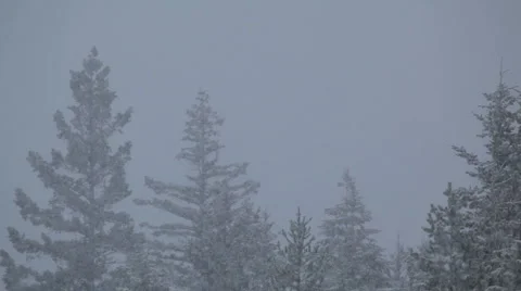 Snow falling with peaks of trees in the background Stock Footage 1084953