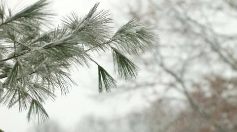 Snow Falling on Pine branch Stock Footage 46227448