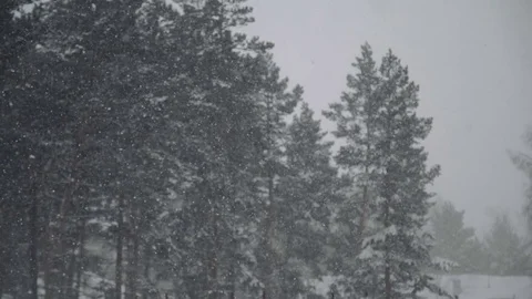 Snow falling on pine branch. Snowflakes falling on a pine branch and create a Stock Footage 73304653