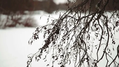 Snow falling on pine branch. Snowflakes falling on a pine branch and create a Stock Footage 73662107
