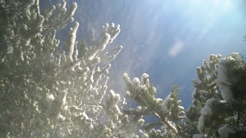 Snow falling from pine branches Video stock 230722899