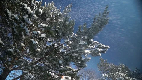 Snow falling from pine branches Video stock 231559019