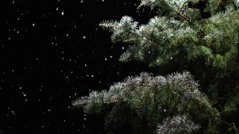 Snow Falling on Pine Branches at Night Slow Motion Stock Footage 346251886