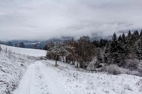 Snow falling on a pine forest in Austria Stock Photos